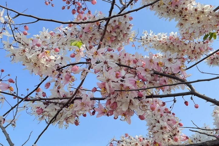 成串開花的花旗木色澤嫣紅美麗