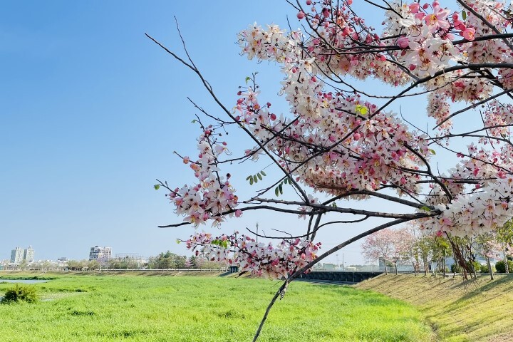 中華醫大旁的仁德滯洪池沿岸種有紅花風鈴木和花旗木，是台南市熱門的賞花景點之一