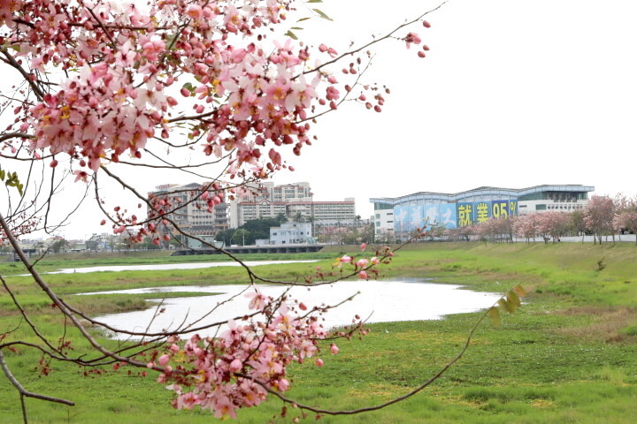 受冷冬時間較長影響,仁德滯洪池堤岸的花旗木近日才大量绽放