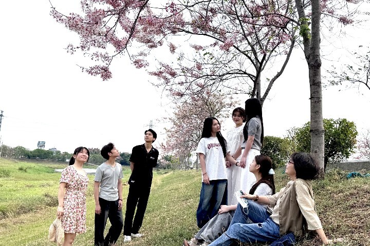 位於中華醫大旁的仁德滯洪池花旗木正盛開，師生佔地利之便就近賞花並分享賞花資訊