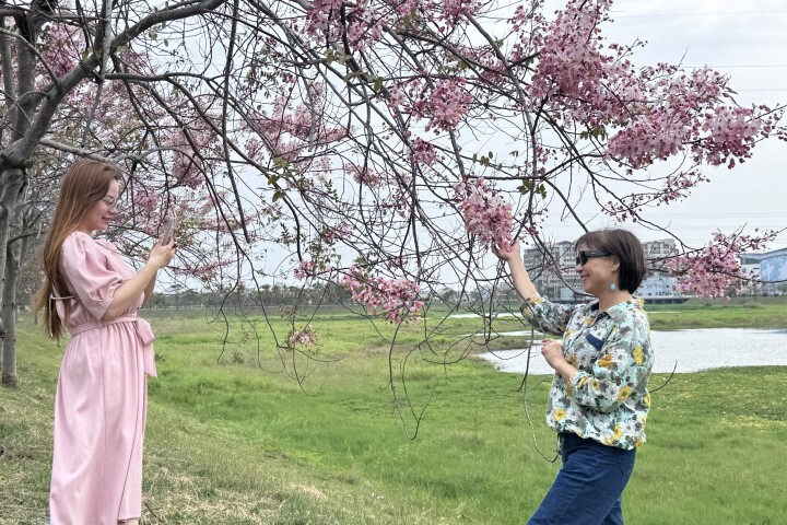 位於中華醫大旁的仁德滯洪池花旗木正盛開,吸引愛花民眾賞花拍照