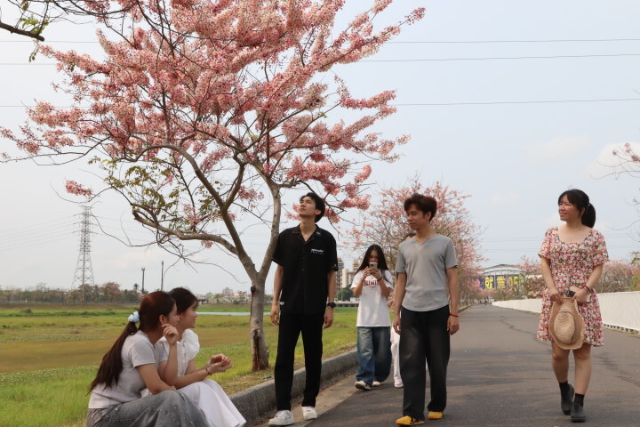 位於中華醫大旁的仁德滯洪池花旗木正盛開，師生佔地利之便就近賞花並分享賞花資訊