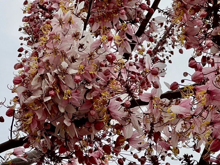仁德滯洪池畔花旗木盛開桃紅陣雨美如畫 中華醫大師生呼朋引伴賞花趣 - 中華醫事科技大學主任秘書室