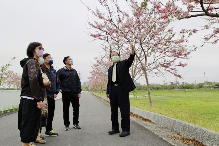 仁德滯洪池畔的花旗木大量盛開,中華醫事科技大學校長孫逸民(右)當起賞花導覽員與民眾分享花況
