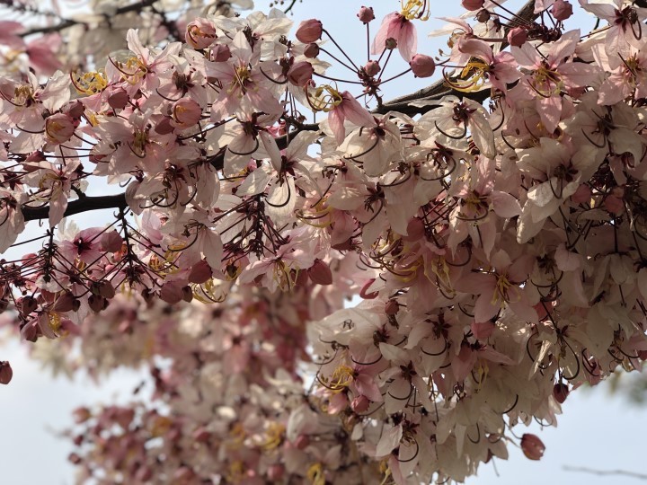 俗稱泰國櫻花的花旗木，花朵桃紅粉白略帶清香