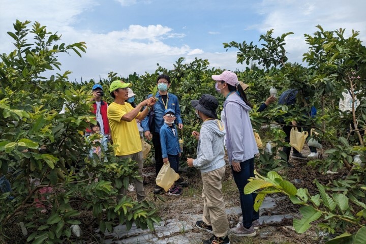 中華醫事科技大學USR團隊與玉井在地青農合作舉辦親子食農經濟學習營,體驗採果樂