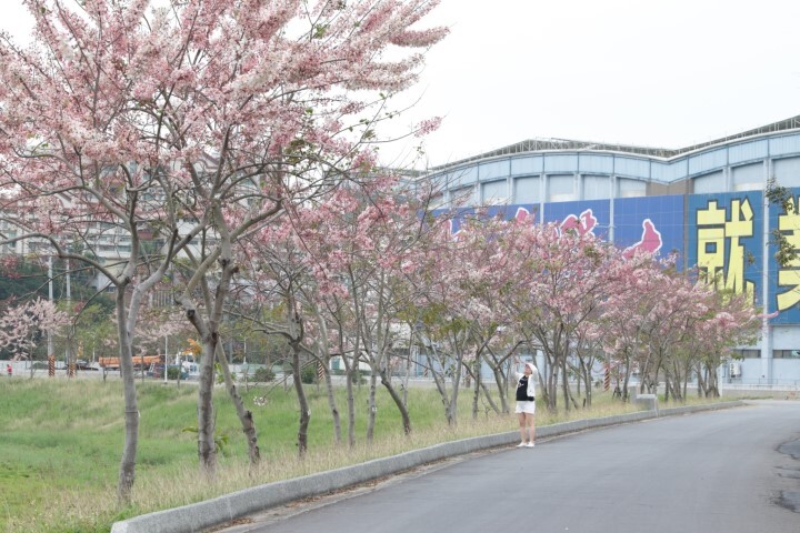 中華醫大操場後方的仁德滯洪池北池堤岸綿延300公尺的花旗木步道美麗如織